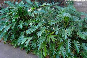 Dicas para Cultivar o Philodendron Xanadu: Elegância e Tropicalidade no Seu Jardim ou Interior