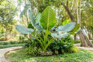 A Magnífica Orelha de Elefante (Colocasia Gigantea): Tudo o que Você Precisa Saber